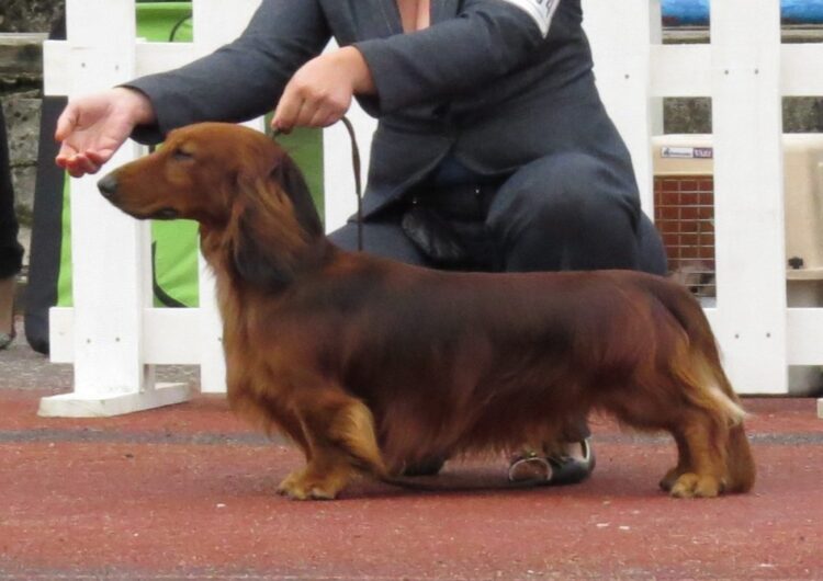 dachshund (6)