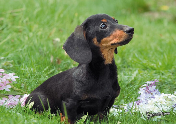 dachshund (7)