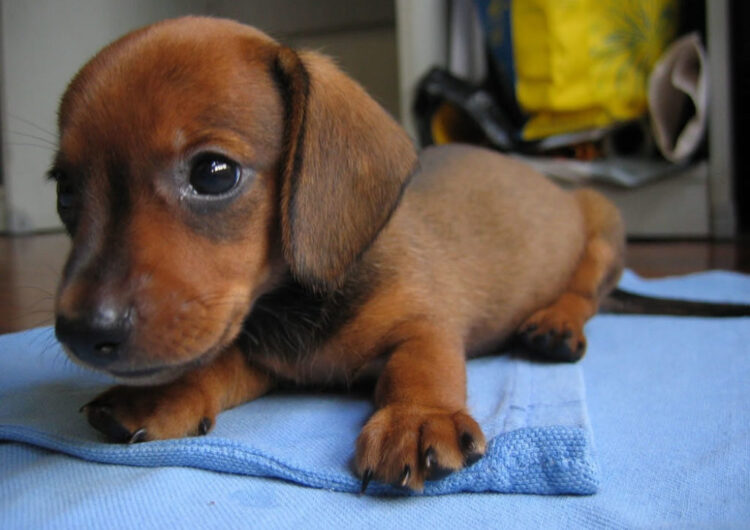 dachshund (8)