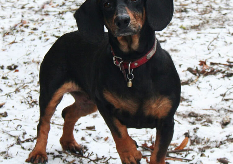 dachshund (9)