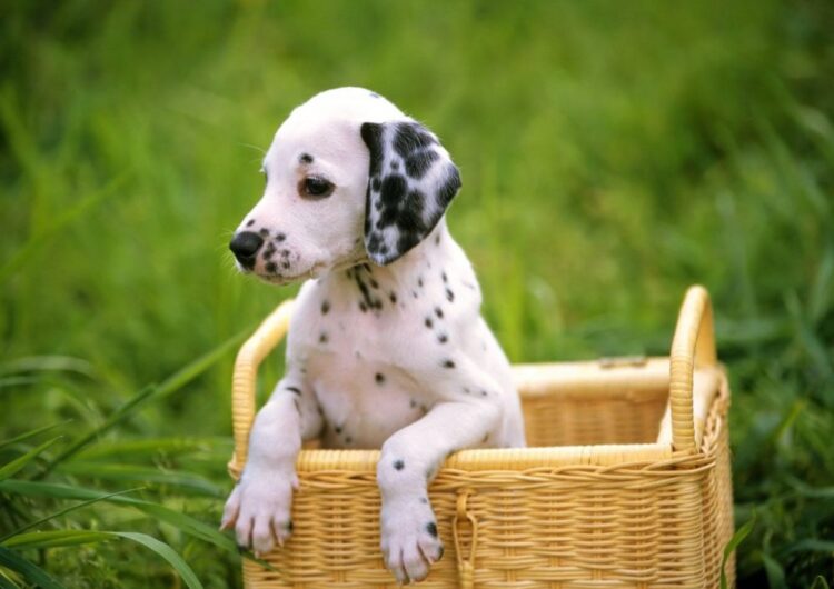 dalmata (12)