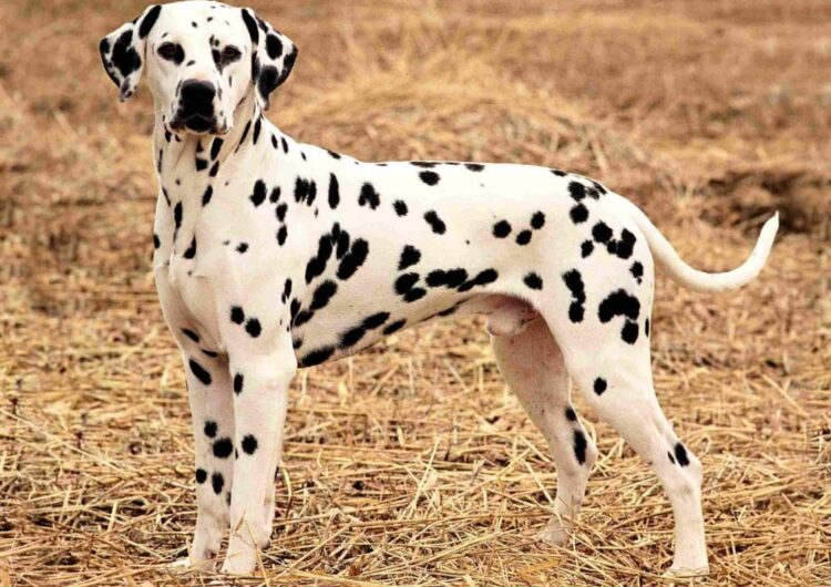 dalmata (15)