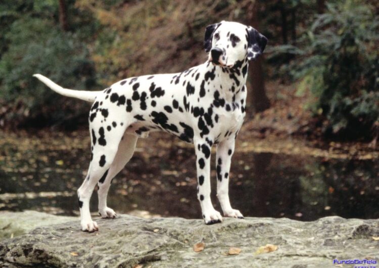 dalmata (4)