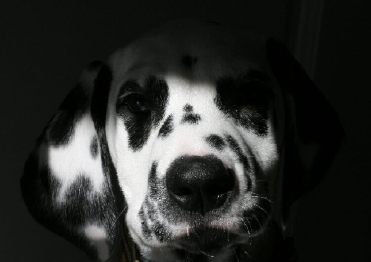 dalmata (5)
