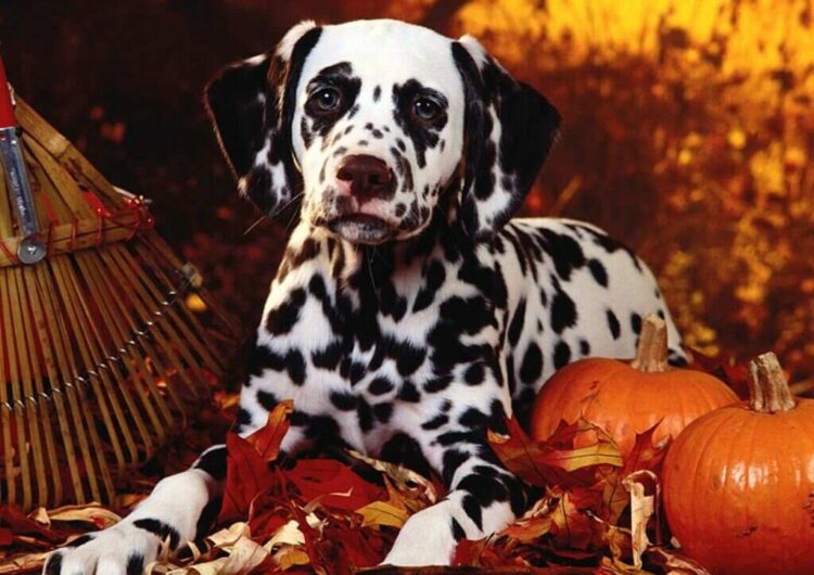 dalmata (8)