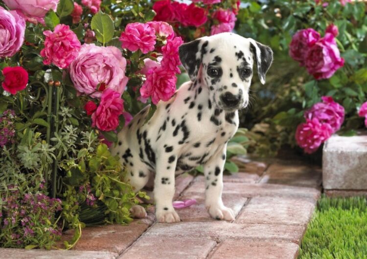 dalmata (9)