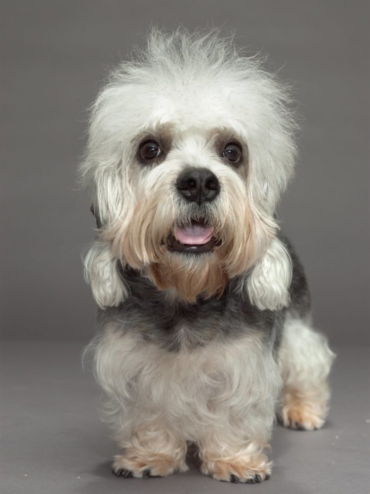dandie-dinmont-terrier (1)