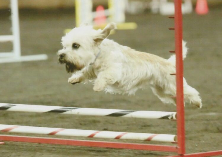 dandie-dinmont-terrier (18)