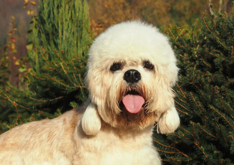 dandie-dinmont-terrier (19)