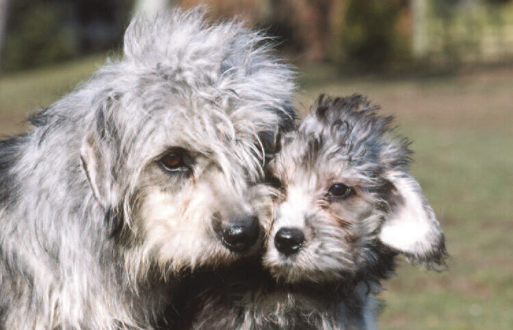 dandie-dinmont-terrier (4)