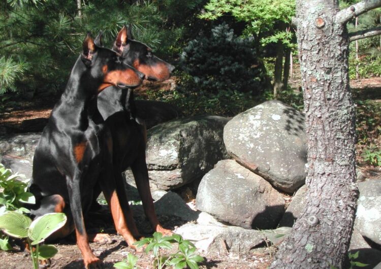 doberman (11)