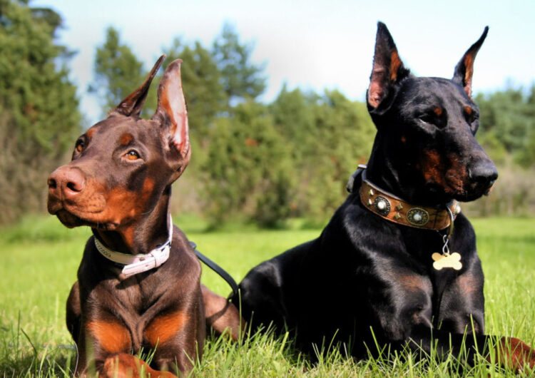 doberman (13)