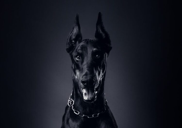 doberman (14)