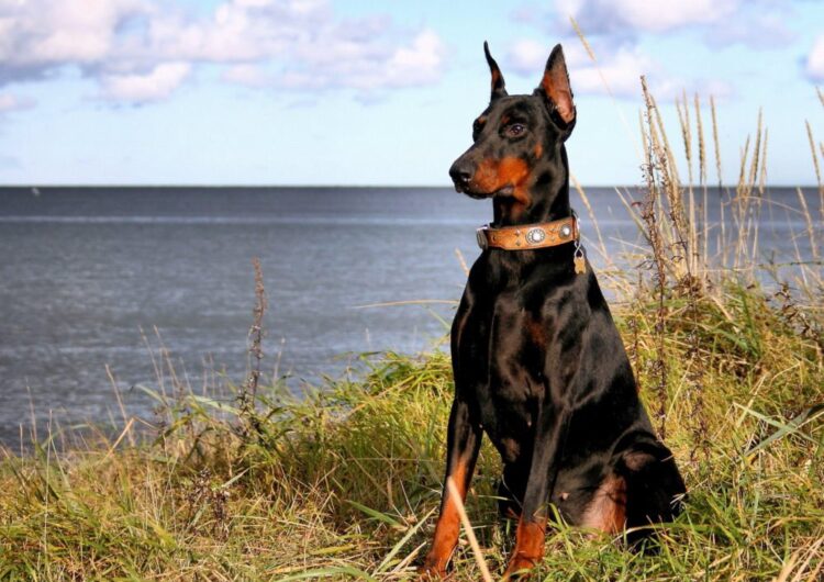 doberman (2)
