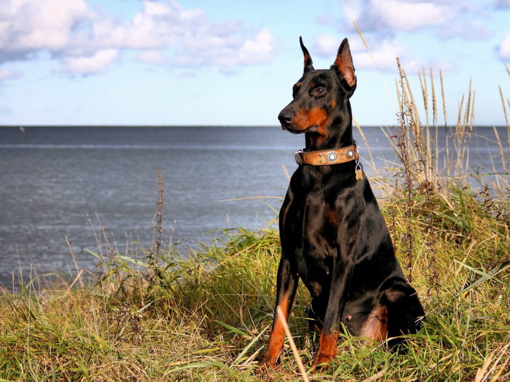 Tudo Sobre a Raça Dobermann - Características, Fotos e muito mais ...