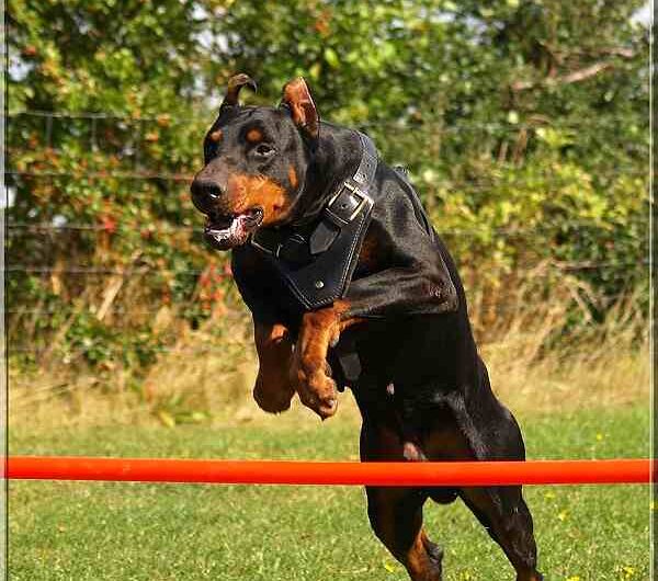 doberman (7)