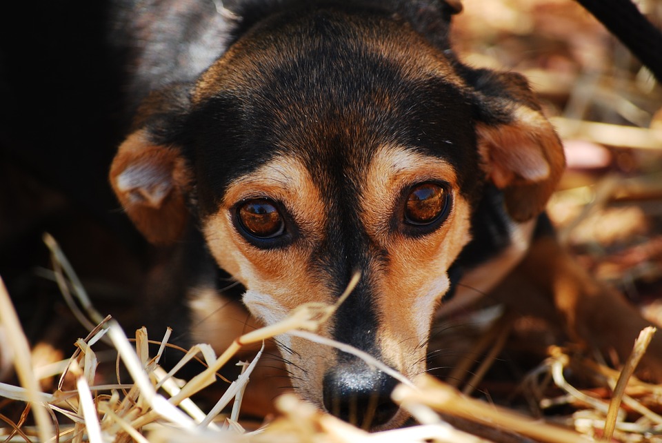 olhos do cachorro