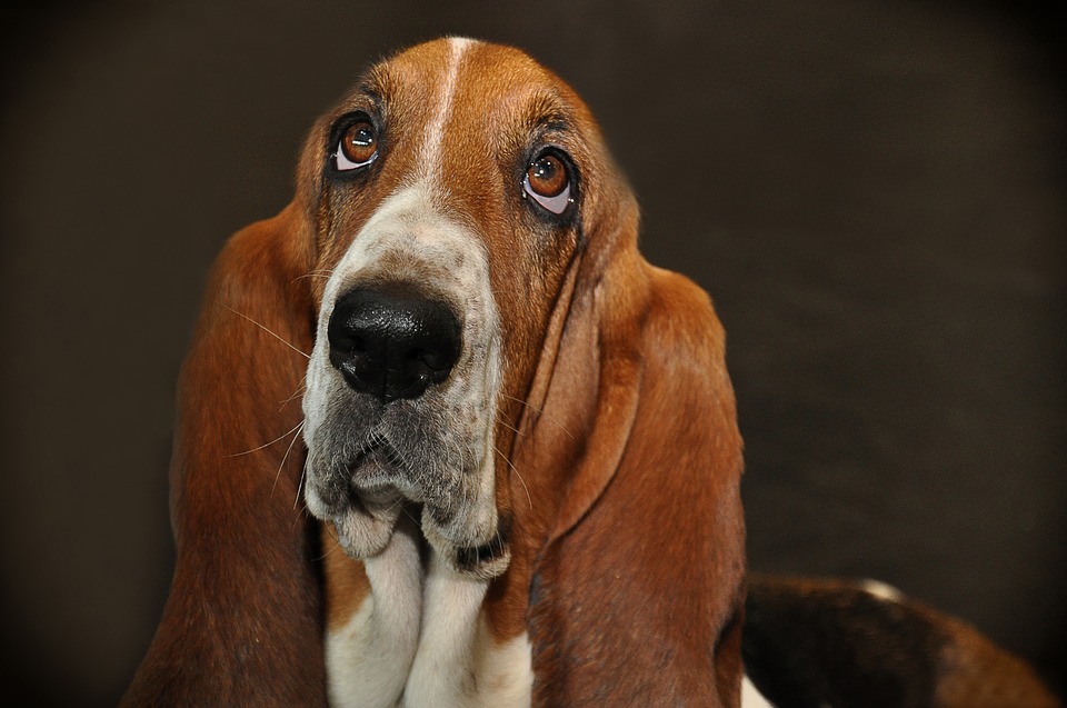 olhos do cachorro
