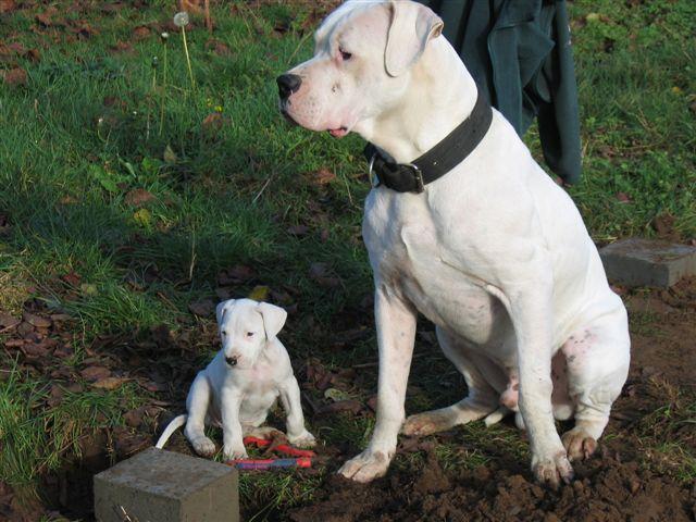 dogo-argentino (1)