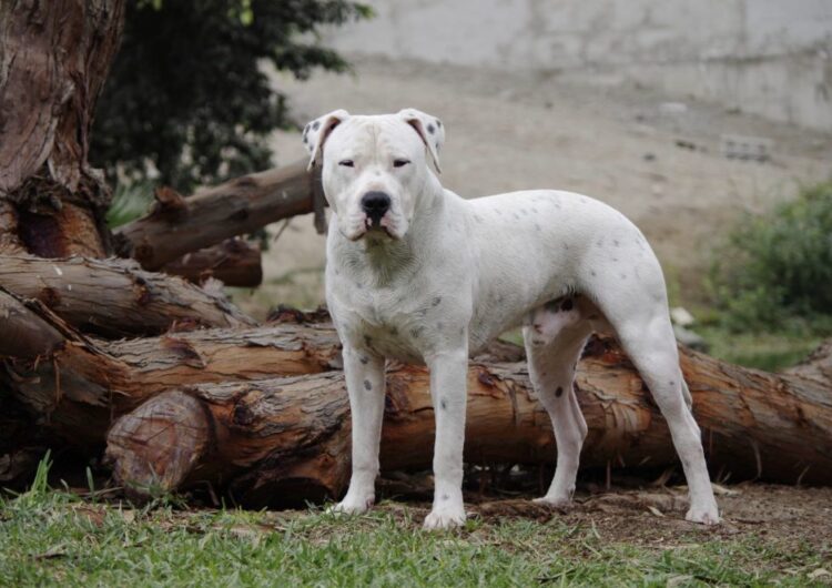 dogo-argentino (10)