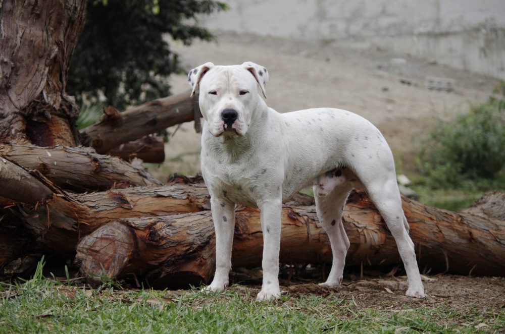 dogo-argentino (10)