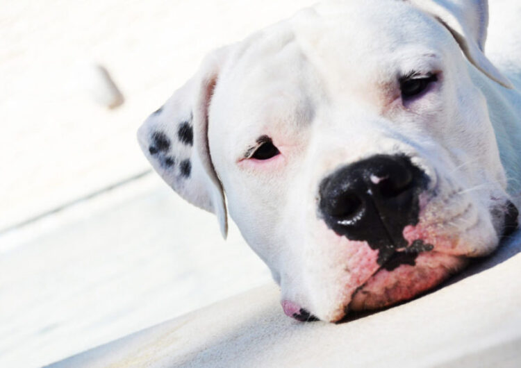 dogo-argentino (12)