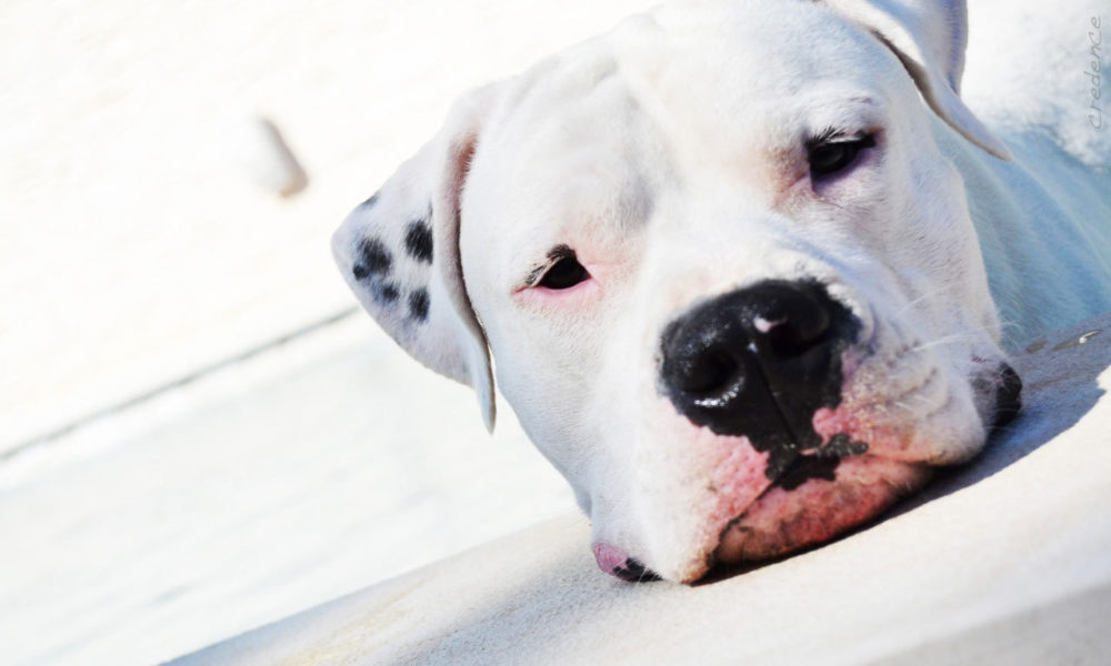 dogo-argentino (12)