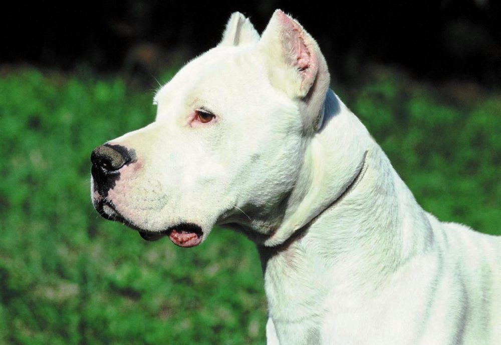 dogo-argentino (13)