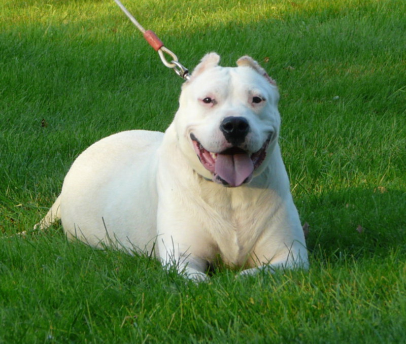 dogo-argentino (14)