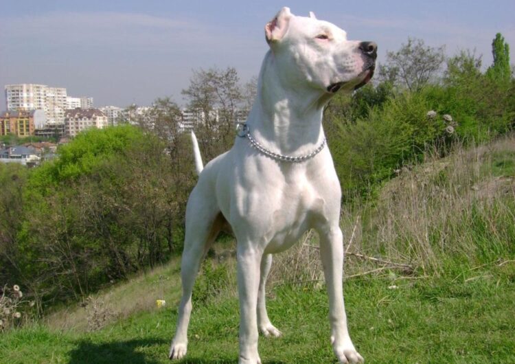 dogo-argentino (15)