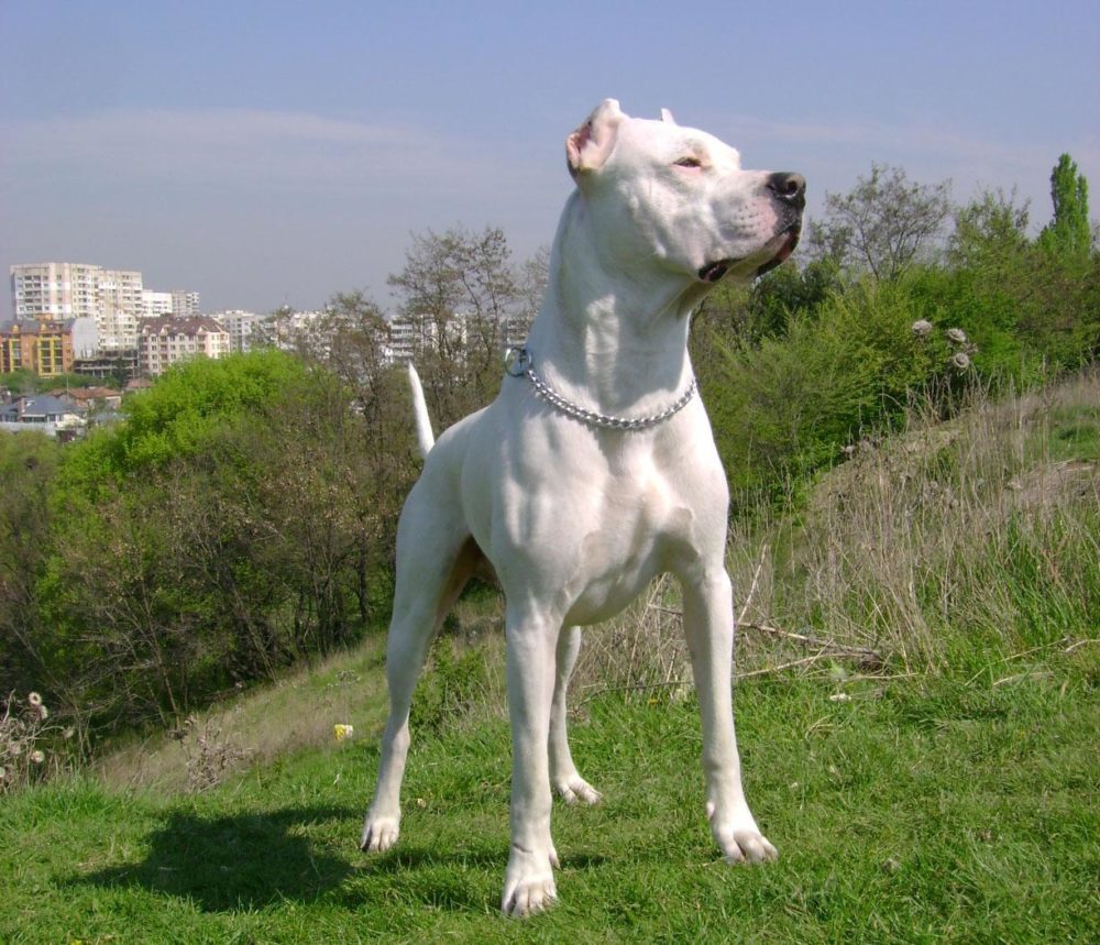 dogo-argentino (15)