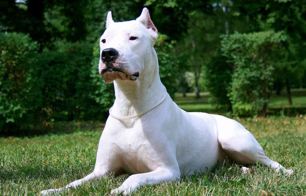 dogo-argentino (16)