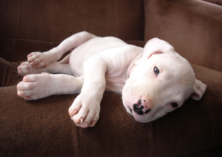 dogo-argentino (2)