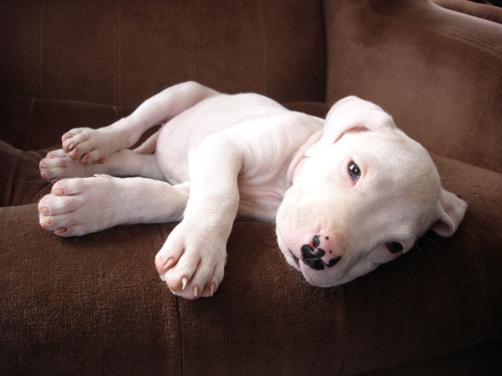 dogo-argentino (2)