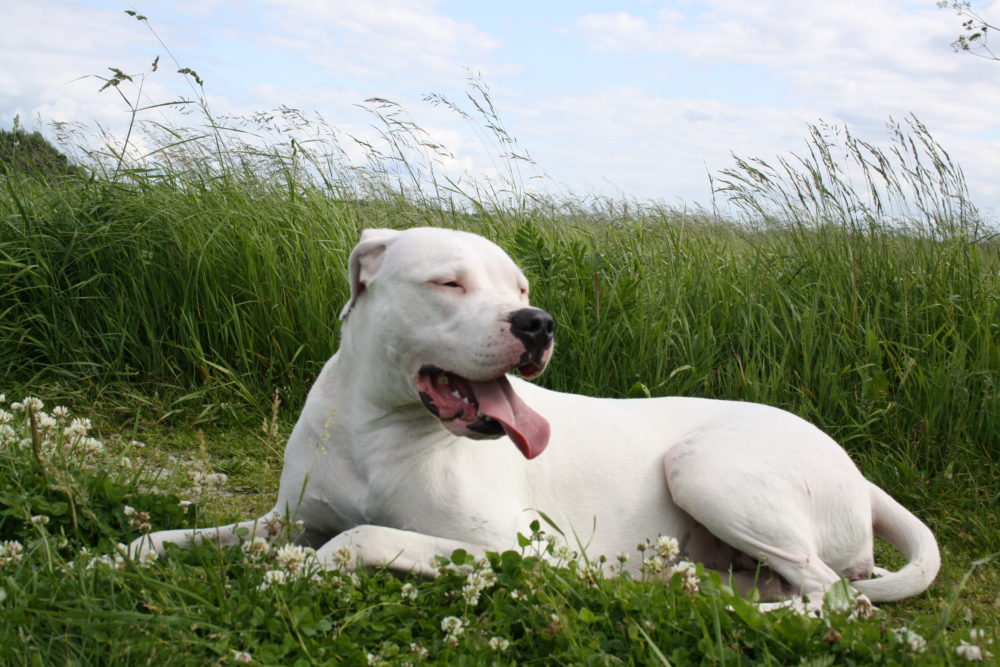 dogo-argentino (3)