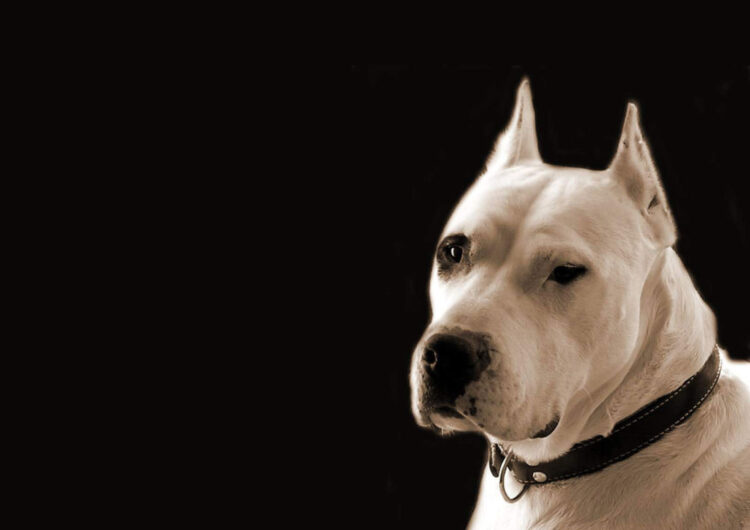 dogo-argentino (5)