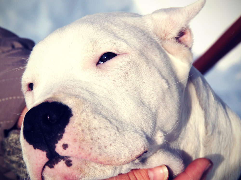 dogo-argentino (6)