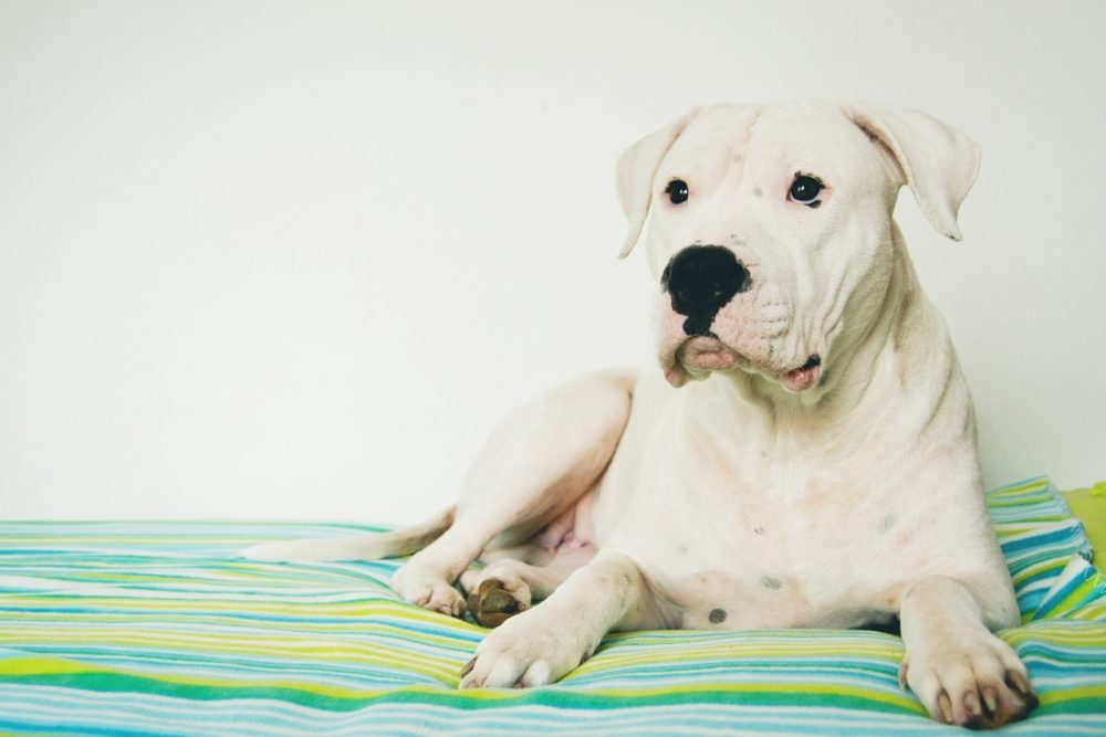dogo-argentino (7)
