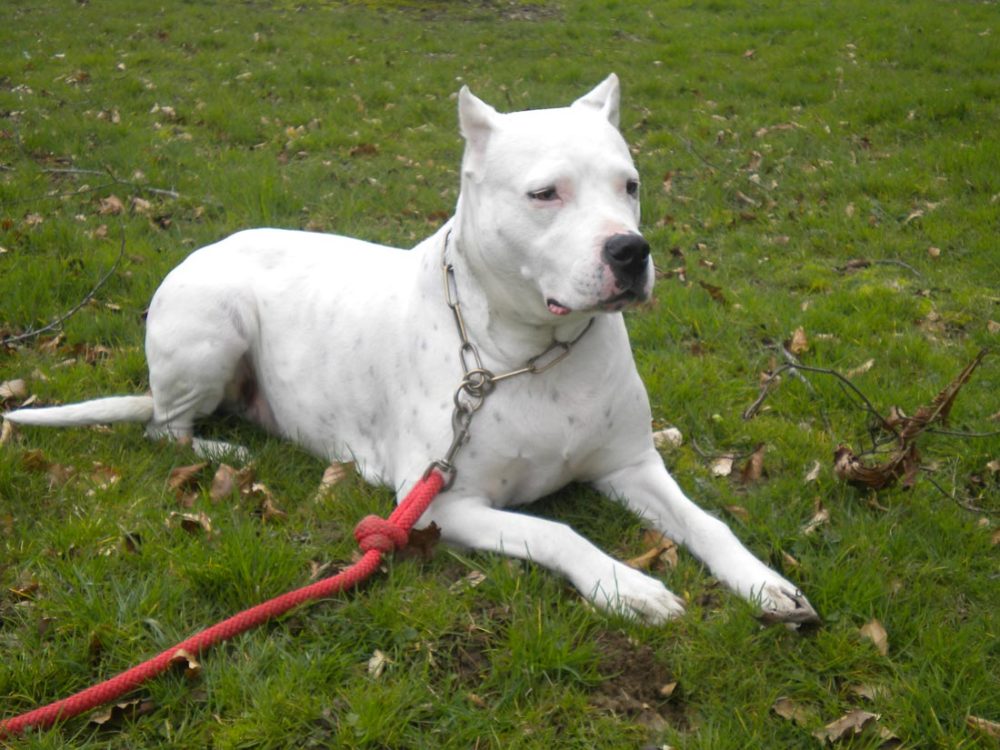 dogo-argentino (8)