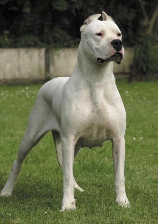 dogo-argentino (9)