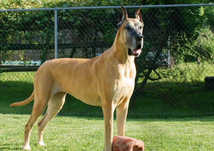 dogue-alemao (2)