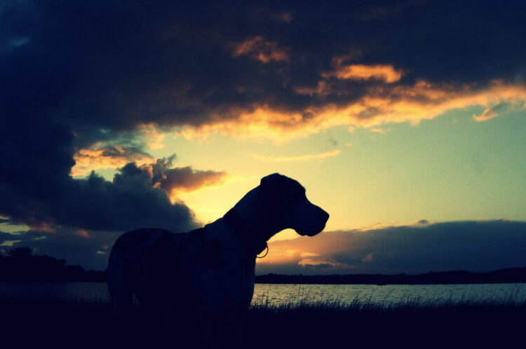 dogue-alemao (24)
