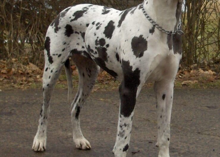dogue-alemao (5)