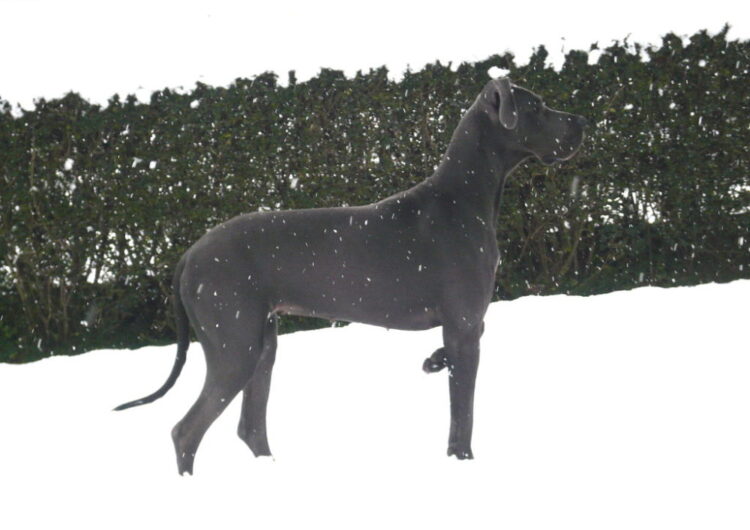 dogue-alemao (9)