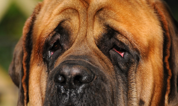 Cachorro com olhos vermelhos