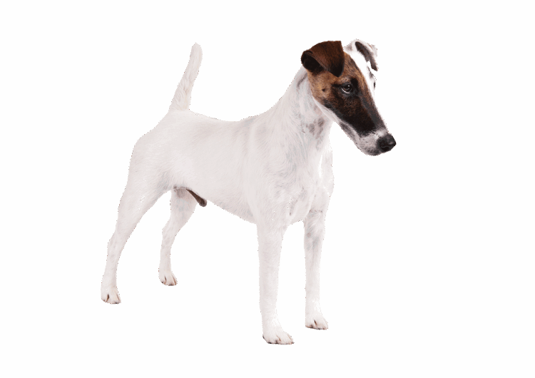 fox-terrier-pelo-duro-pelo-liso (1)