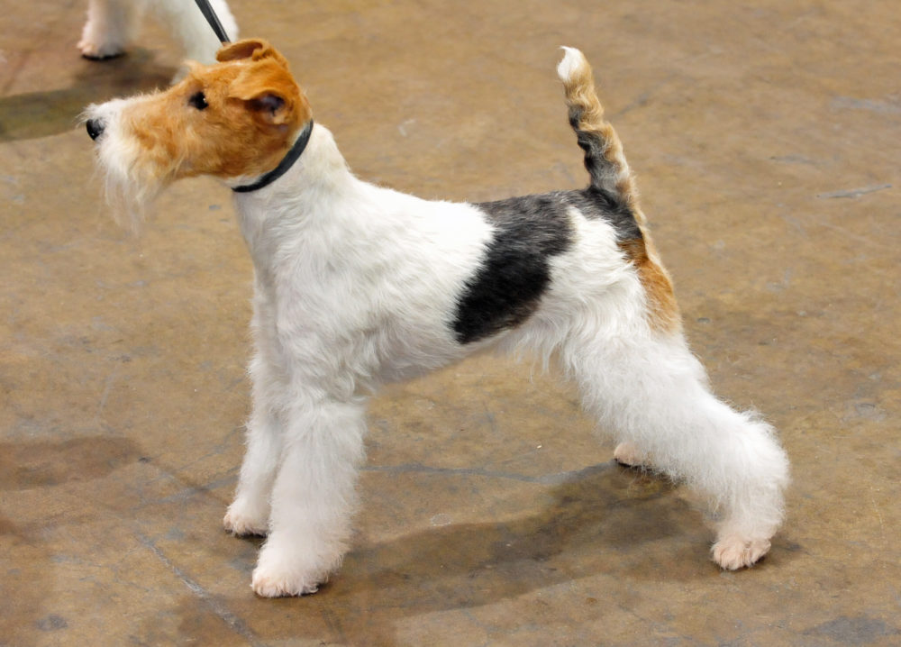 fox-terrier-pelo-duro-pelo-liso (1)