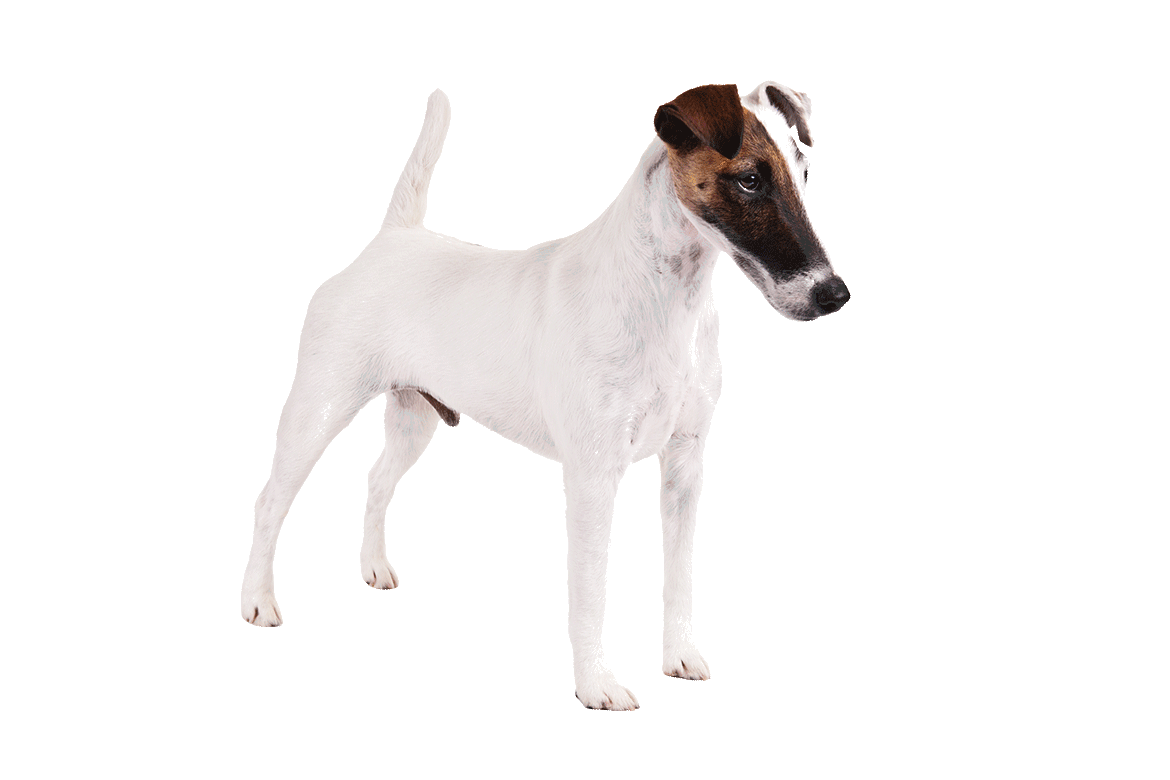 fox-terrier-pelo-duro-pelo-liso (1)