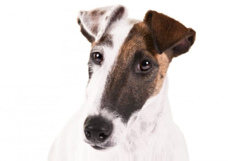 fox-terrier-pelo-duro-pelo-liso (10)