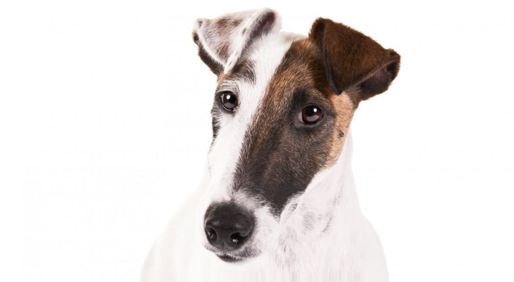 fox-terrier-pelo-duro-pelo-liso (10)